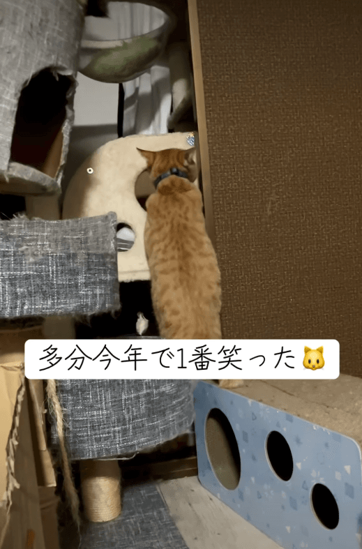 結局入れず、あきらめたレモンくん 画像提供：5匹の猫