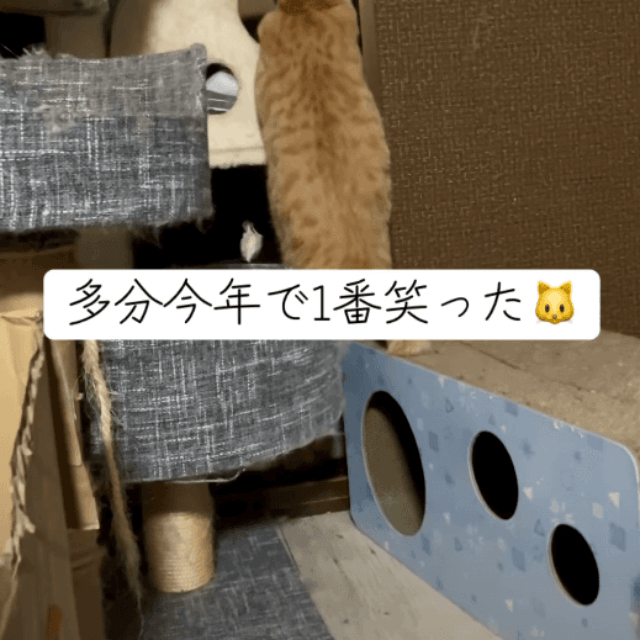 結局入れず、あきらめたレモンくん 画像提供：5匹の猫