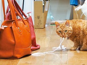 接客、営業、商品チェック……元ノラ猫「どらやき」はデキる愛され部長！