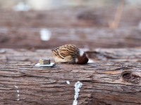 すりすり（画像提供：ごりぺんさん）