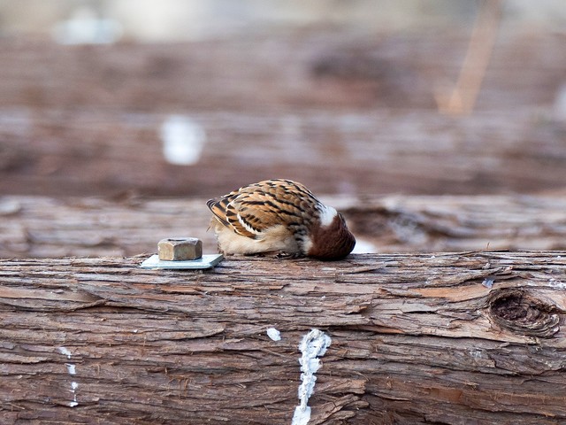 すりすり（画像提供：ごりぺんさん）