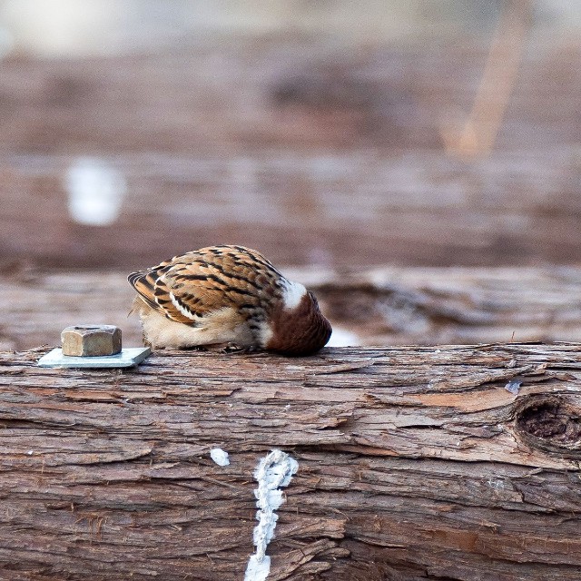 すりすり（画像提供：ごりぺんさん）