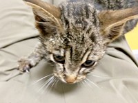 病院で治療を受けるねずくん（画像提供：ねこズとにぼしさん）