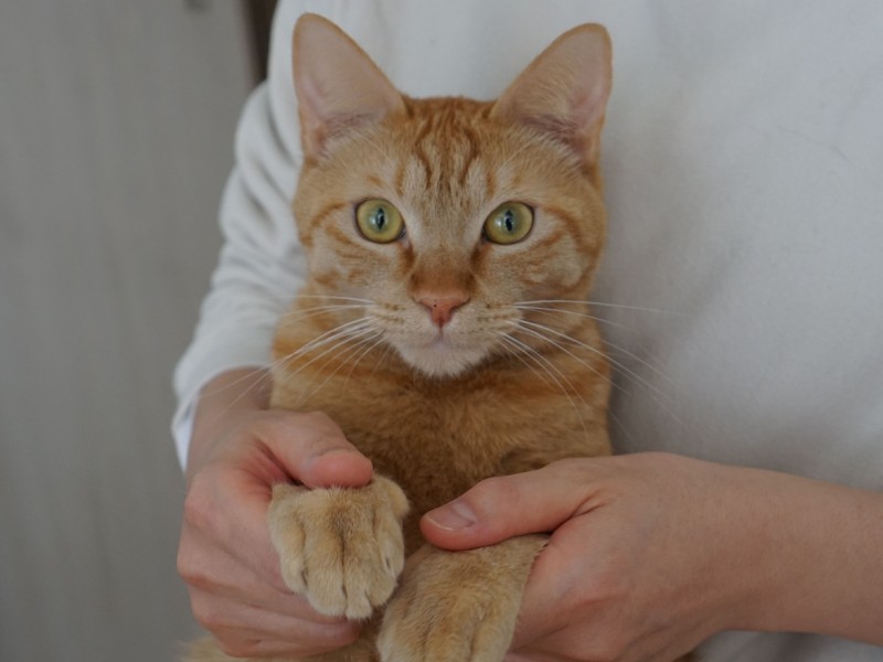 がんになった女性 ２匹の猫と幸せな日々  犬・猫との幸せな暮らしの 