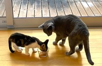 Micさんが保護した子猫ちゃんと、優しく見守る先住猫ちゃん（提供：@bluecube8823さん）

