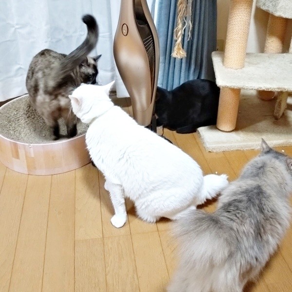 同居猫さんとともに仲良く過ごす黒猫・キキさん（画像提供：三田尻さん）