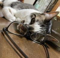 老眼鏡ごしに見つめてくるさんたちゃん＝santatogenさん提供
