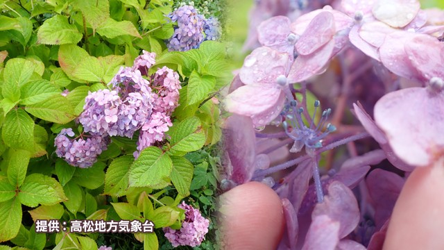 提供：高松地方気象台