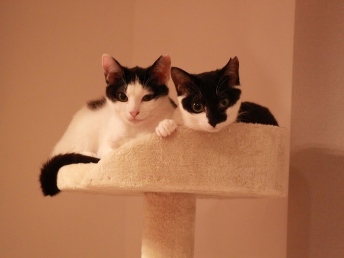 自宅で預かり中の小梅（左）とおかか