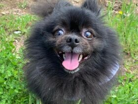 ドッグランで元気に遊んできたよ　お外大好きポメラニアン「チョコ」