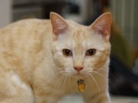 子猫を迎えたら、心やさしき兄猫がダウン　回復へ「長男を優先」