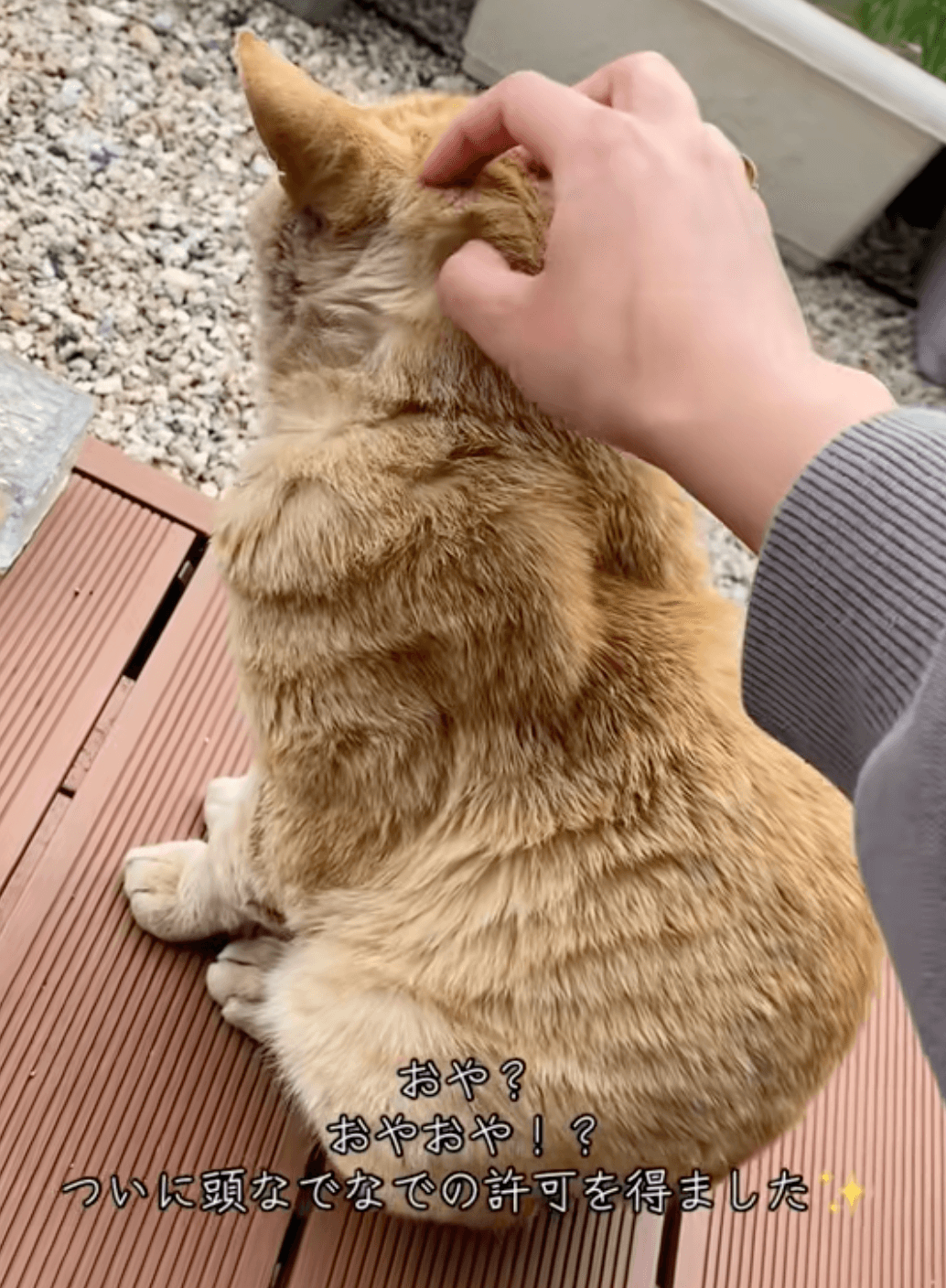 ついに頭なでなでの許可を得たニャンプロさん（提供：@nyan_ploさん）
