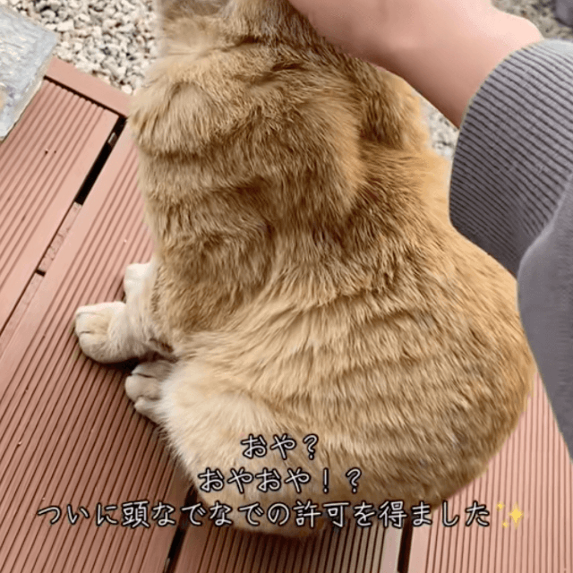 ついに頭なでなでの許可を得たニャンプロさん（提供：@nyan_ploさん）
