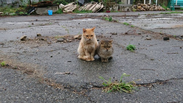 外猫時代のレオくん(左)。ごはんをもらった後は、いつもお見送りしてくれていたそう