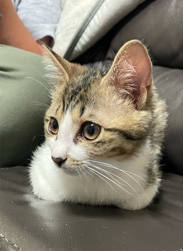 子猫のスイちゃん