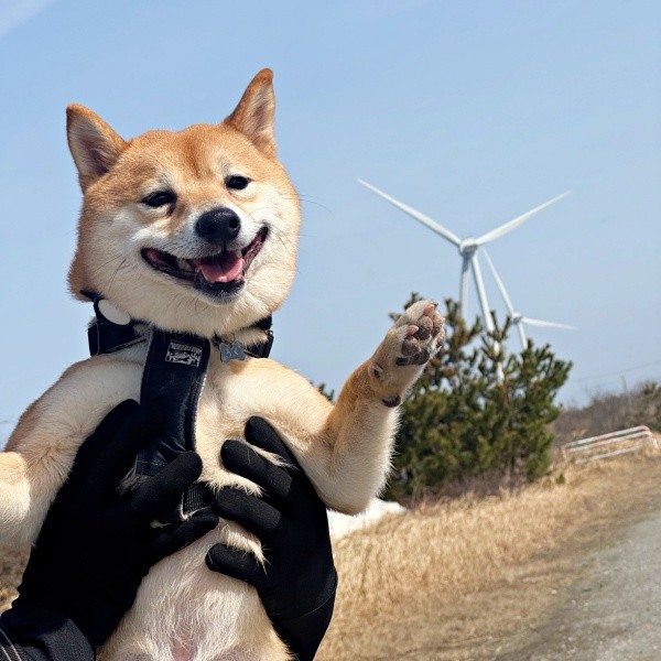 「左手に見えるのが風車です」。ガイドさんのようなろくくん（画像提供：柴犬 ろくさん）