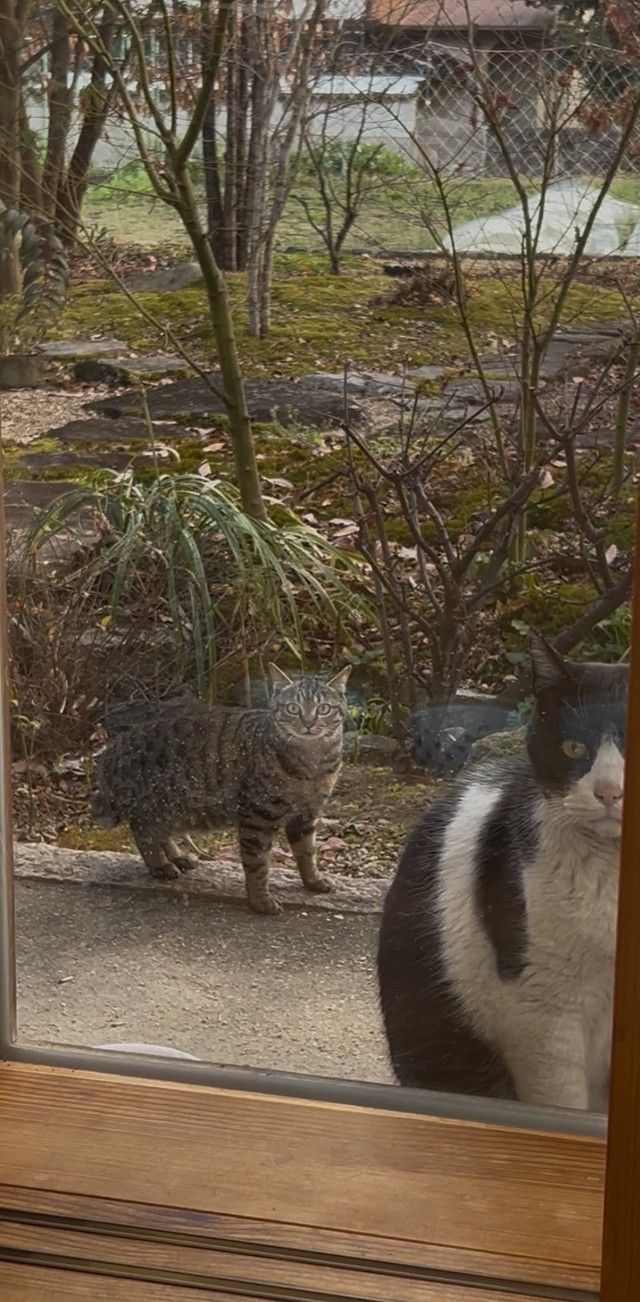 近所のオス猫が、小さなメス猫を連れてきた（画像提供：kuromitsu黒みつさん）