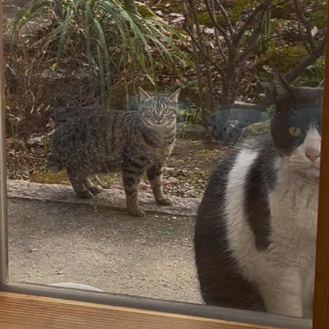 近所のオス猫が、小さなメス猫を連れてきた（画像提供：kuromitsu黒みつさん）