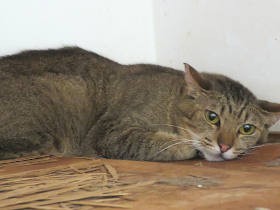 消えた猫たち　猫の引き取りをめぐるトラブル、虐待目的の場合も