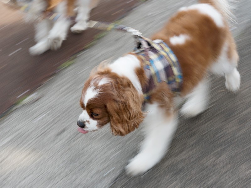 「お母さんのダイエットのために、ちょっと早歩きさ」（小林写函撮影）