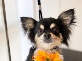 トリミングできれいにかわいくしてもらったよ！　ロングコート・チワワの「ナツ」