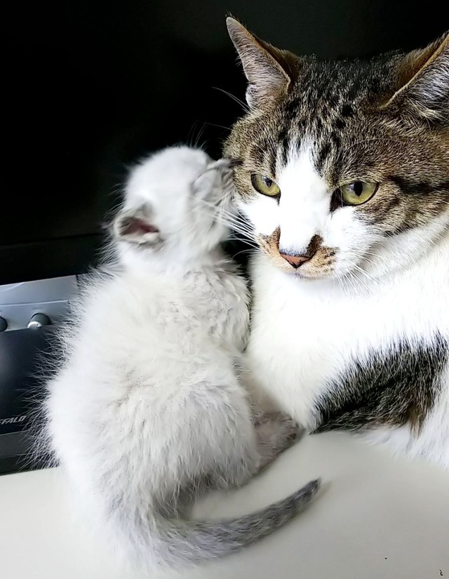 保護当時、生後2週間ほどだったリオくん。先住のまるくんを親猫のように慕うようになりました（画像提供：めかりんまるさん）