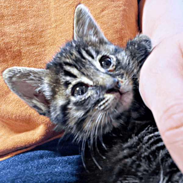 緊急保護された家族になったるなちゃん（画像提供：むぎさん）