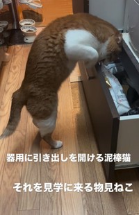 これまでも家中の引き出しが開けられていたことがあったが・・・引き出しを開けていた犯にゃんは？（大山 しるこさん提供、Instagramよりキャプチャ撮影）