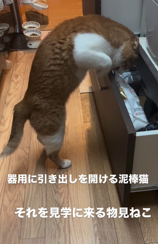 これまでも家中の引き出しが開けられていたことがあったが・・・引き出しを開けていた犯にゃんは？（大山 しるこさん提供、Instagramよりキャプチャ撮影）