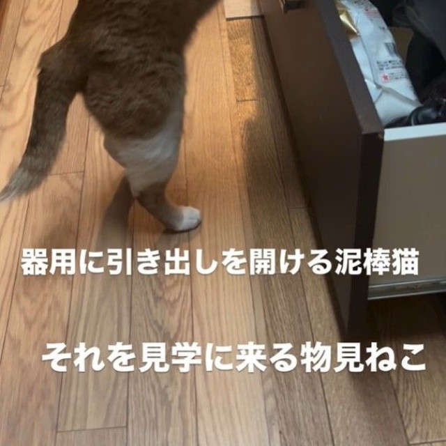 これまでも家中の引き出しが開けられていたことがあったが・・・引き出しを開けていた犯にゃんは？（大山 しるこさん提供、Instagramよりキャプチャ撮影）