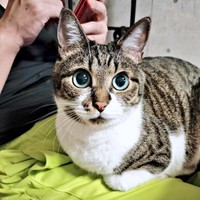 飼い主さんの膝上で香箱座りするてつおくん（画像提供：まりてつさん）