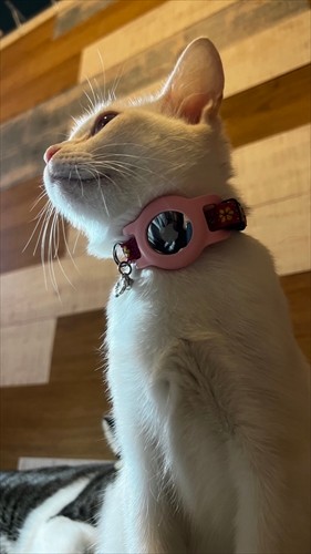 ６カ月齢のメローでも着けていて違和感はないみたい