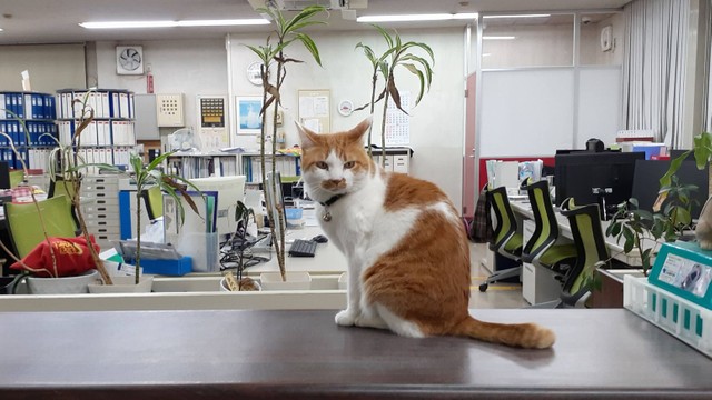 ちくわは受付で出迎えてくれた