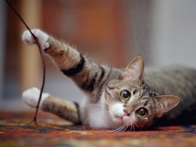 猫が異物を食べてしまうのは胃腸疾患や常同障害の疑いも　動物病院で検査を