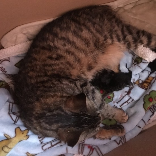 無事に生まれました　（中山さん提供）