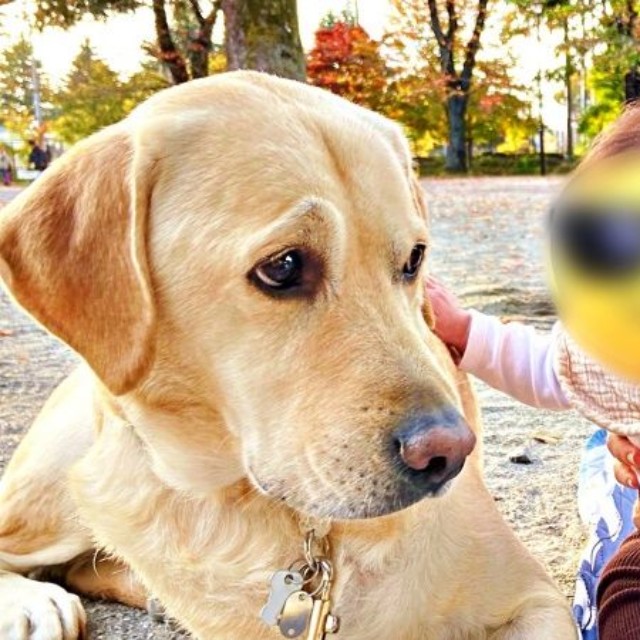 「どうしたら？」 赤ちゃんに撫でられて困り顔になったロキくん（画像提供：ロキの相方さん）