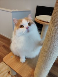 甘えたいんです