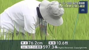 稲の生育は順調　幼穂も確認　宮城県各地で水稲生育調査