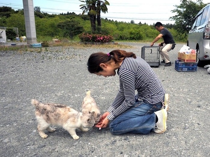 南相馬市小高区で猫を保護（２０１１年６月１９日、太田康介さん撮影）