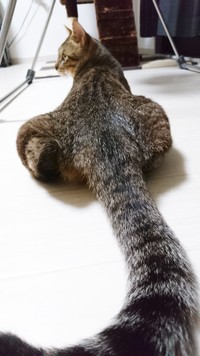 保護から1カ月、つやつやの毛並みが戻ってきた虎太郎くん（画像提供：まぁ-ﾁｬﾝさん）