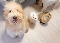 猫のおやつタイムにちゃっかり参加＝大型犬カフェGRAND MOU《ぐらんむー》さん（@GrandMou_）提供