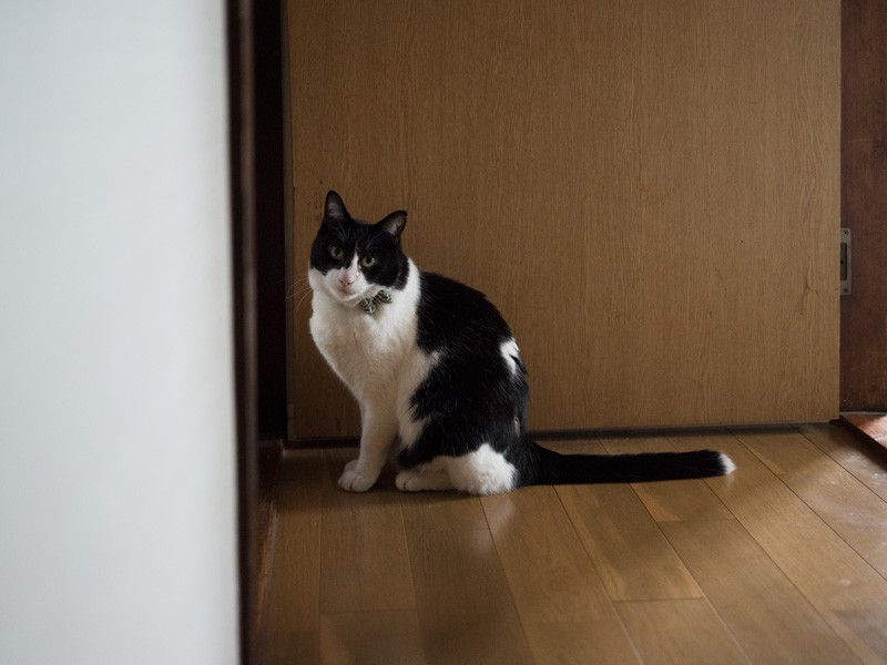 「こうしてかわいくしてると、おばあちゃんがなでてくれるんだ」（小林写函撮影）