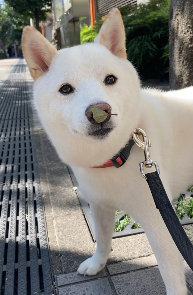 お散歩中のゆきみちゃん。お鼻に葉っぱがついていますよ（画像提供：柴犬ゆきみさん）