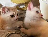 2匹一緒に幸せを掴むことになった大くんと福ちゃん