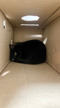 箱の形に合わせて四角く寝転がる！（提供：ティグノア🐈🐈‍⬛さん）