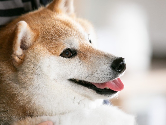 また行きたいワン