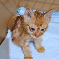 保護2日目、お湯で体を拭いてもらったぽわげちゃん（画像提供：ツナさん）