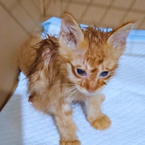 保護2日目、お湯で体を拭いてもらったぽわげちゃん（画像提供：ツナさん）