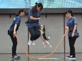 犬猫の殺処分、5年で8割減　法改正・譲渡取り組み、効果