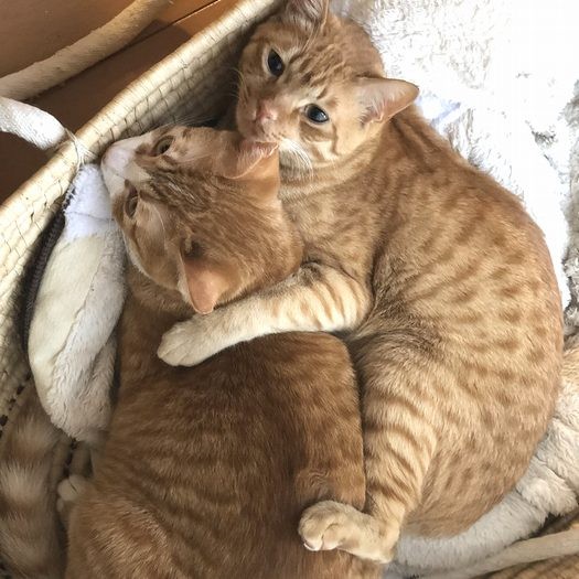 最初は、シャーシャー言っていたサスケ君（右）とも兄弟のよう